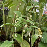 Polygonatum multiflorum 'Variegatum'